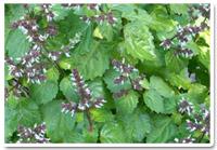 Patchouli-a perfumers perspective Patchouli-a perfumers perspective