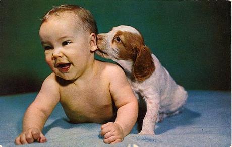 tumblr_lgotelkSnb1qbyf2jo1_1280 vintage Dog postcard Stocklist