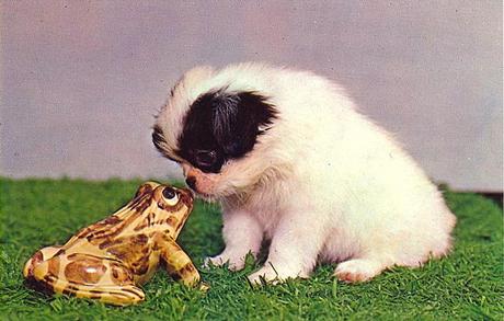 tumblr_lc1dfiAj8q1qbyf2jo1_1280 vintage Dog postcard Stocklist