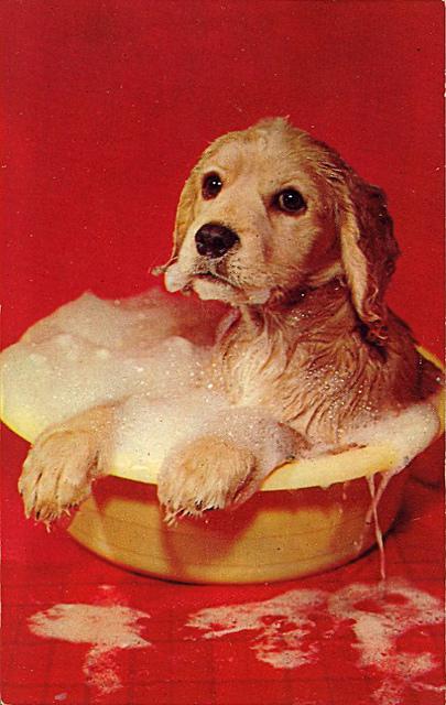 tumblr_lkdawpC0Jx1qbyf2jo1_1280 vintage Dog postcard Stocklist