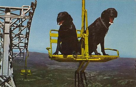 tumblr_lj279z32t91qbyf2jo1_1280 vintage Dog postcard Stocklist