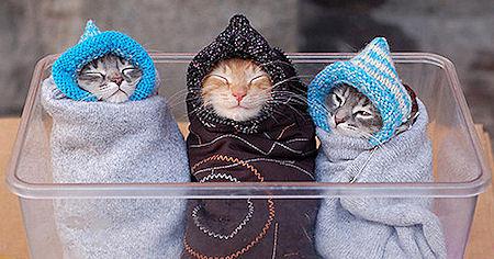 70 Cute Baby Animals 70 Cute Baby Animals