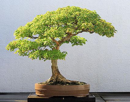 15 Most Awesome Bonsai Trees On Earth