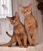Abyssinian Kittens