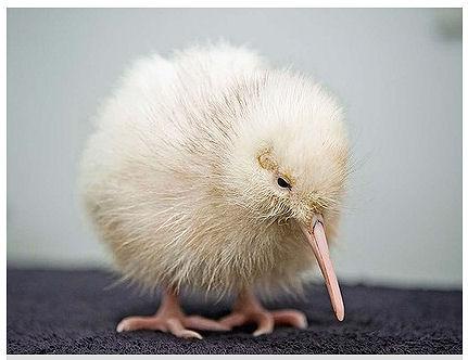 Rare White Kiwi Chick Hatched