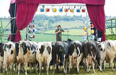 Do Cows Have A Sense Of Humor Do Cows Have A Sense Of Humor