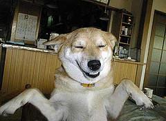 Happy Dog Happy Dog