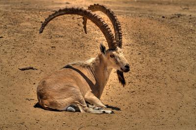 The Nubian ibex (Capra ibex nubiana).