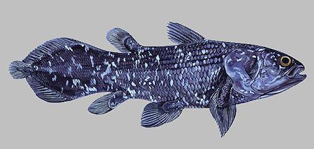 The Man Who Swims With Coelacanths