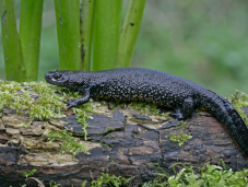 Great Crested Newts: Construction Development
