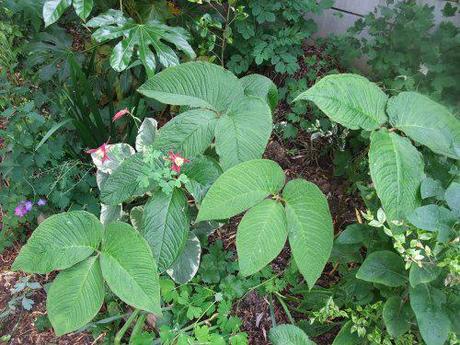 2011_06040015 Plant of the moment: Arisaema speciosum