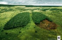 WWF lungs World Environment Day and Australian forest regeneration