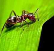 Ant Ant