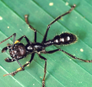 Ant Ant