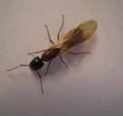 Ant Ant