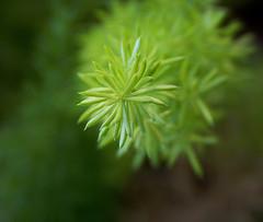 Spring Means Green and HOPE has Arrived! Spring Means Green and HOPE has Arrived!