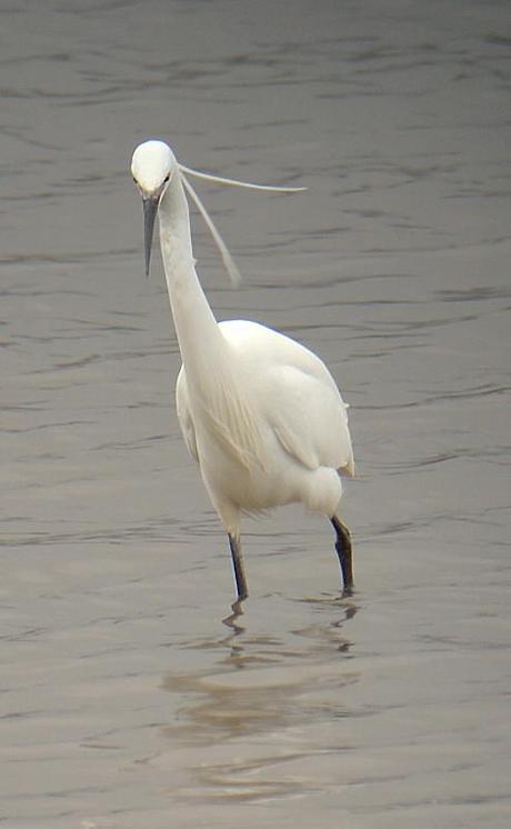 white egret pair in mating plumage at Farmoor Reservoir, Pinkhill Meadow hide