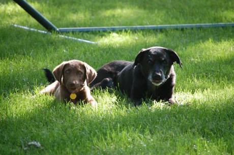 Photo’s of the “crew” hanging out in the yard....