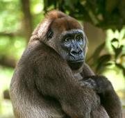 Cross River Gorilla