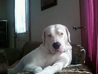 Bring Hanah Home: Dog Missing after Joplin Tornado Bring Hanah Home: Dog Missing after Joplin Tornado