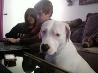 Bring Hanah Home: Dog Missing after Joplin Tornado Bring Hanah Home: Dog Missing after Joplin Tornado