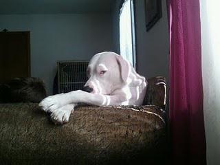 Bring Hanah Home: Dog Missing after Joplin Tornado Bring Hanah Home: Dog Missing after Joplin Tornado