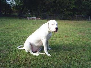 Bring Hanah Home: Dog Missing after Joplin Tornado Bring Hanah Home: Dog Missing after Joplin Tornado