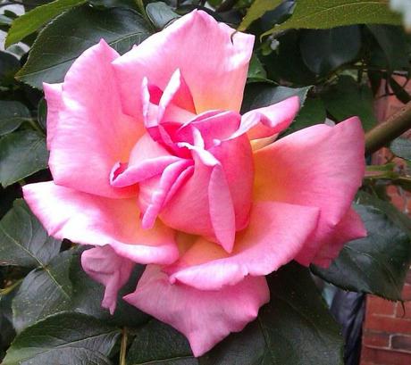 IMAG0015(2) Is My Blogging Honeymoon Period Over – Thursdays Two Questions