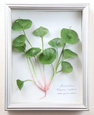 Vegan Taxidermy - Aimée Baldwin Vegan Taxidermy - Aimée Baldwin