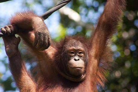 Orang-utan, Sepilok Rehabilitation Centre Honeymoon destination guide: Malaysia