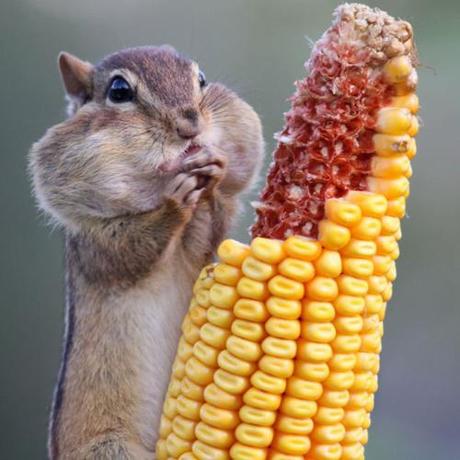 Animals Are Sooo Cute Pin #1: Snacking Chipmunk