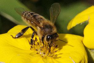 Music Inspired By Bees: What's The Buzz, Tell Me  What's A-Happening?