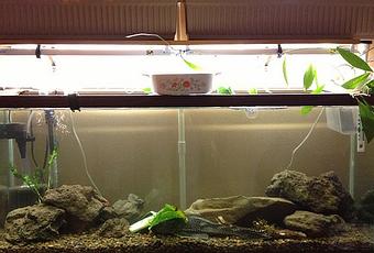 Aquaponics How Does It Work And What Are Its Benefits Paperblog