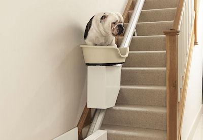 Stair Lift For Dogs Trialled For Obese Pooches