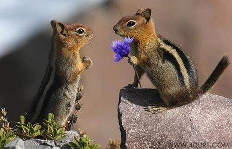http://m5.paperblog.com/i/22/220731/beauty-the-beasts-15-animals-who-love-flowers-L-W8RrIj.jpeg