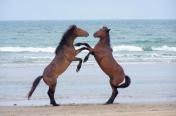 Corolla Wild Horses (Immigrants Since 1500s) Finally Star In NC Tourism Ad Campaign