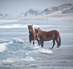 Corolla Wild Horses (Immigrants Since 1500s) Finally Star IN NC Tourism Ad Campaign