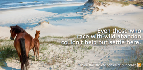 Corolla Wild Horses (Immigrants Since 1500s) Finally Star In NC Tourism Ad Campaign