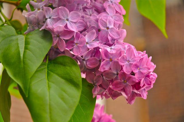May showers. Green and Flowers. May showers. Green and Flowers.