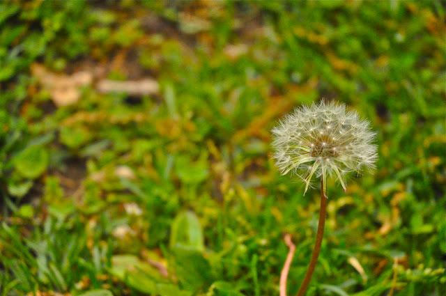 May showers. Green and Flowers. May showers. Green and Flowers.