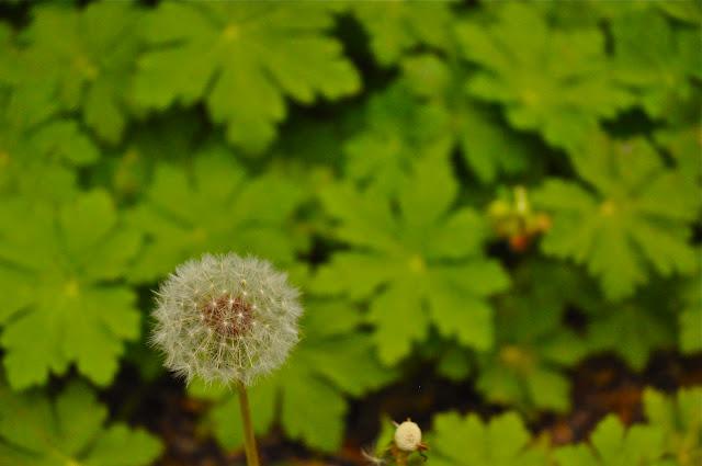 May showers. Green and Flowers. May showers. Green and Flowers.