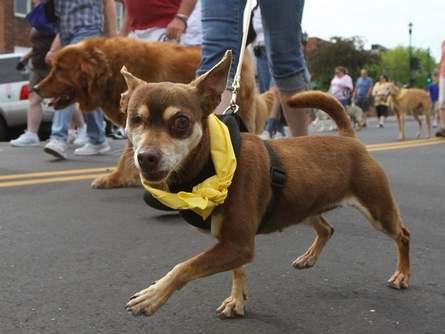 ‘Bark for Life’ Raises Money to Help Fight Cancer