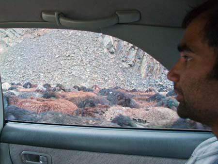 Driving through goats, a normal Kyrgyz day