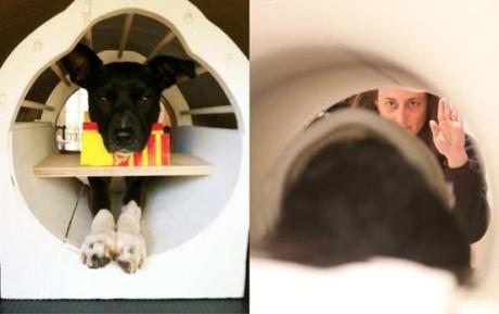 'McKenzie,' lies still in the fMRI machine, while trainer gives cue: image: Berns et al via wired.com