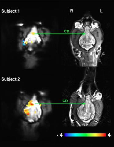 fMRI images of dog's brain showing neurological acitivity produced by reward anticipation: image: Berns et al via wired.com