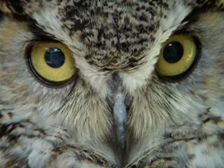Great horned owl: image via kidoinfo.com