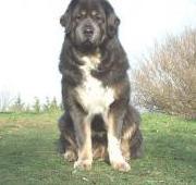 Tibetan Mastiff Tibetan Mastiff