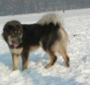 Tibetan Mastiff Tibetan Mastiff
