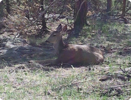 halldeer halldeer