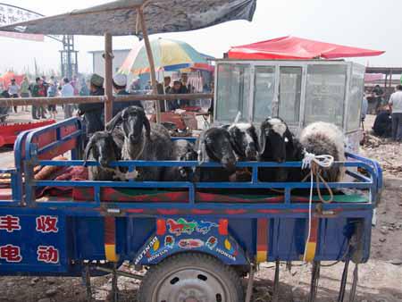 A ute full of goats at the Kashgar livestock market